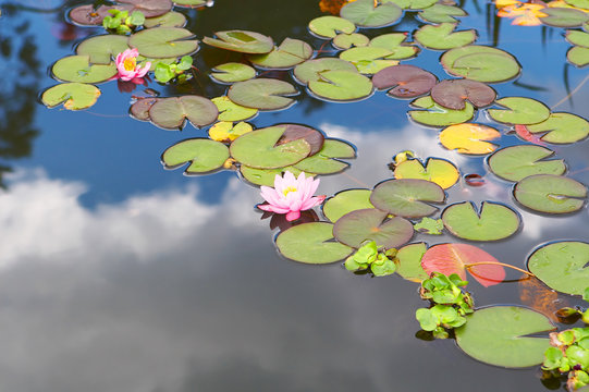 Fototapeta Flowers of a beautiful pink lily with leaves 