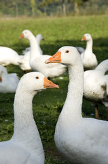 White domestic geese