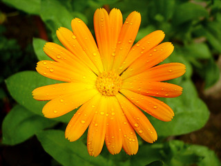 orange calendula with raindrops