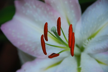Bloom Stamp of White Lily