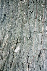 Grey bark of an old tree...