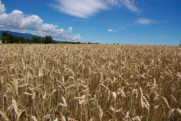 summer field landscape