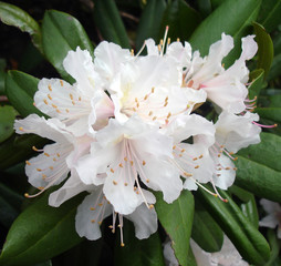 Oleander