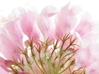 Fototapeta na wymiar pink beauty bush
