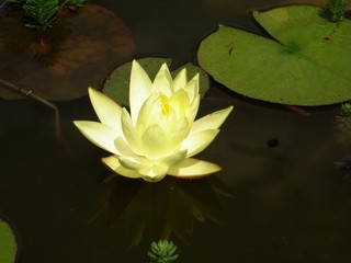NENUPHAR JAUNE
