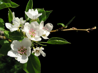 white flowers of apple tree on black background.