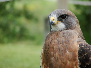 Swainson's hawk (buteo swainsoni) w/room for text