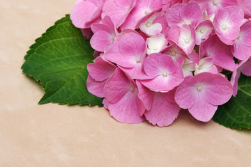 Decorative box with hortensia flower