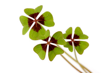 four leaf clover on white