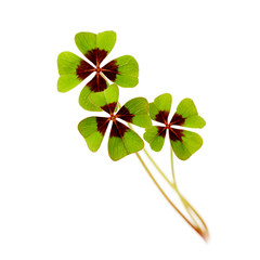 four leaf clover on white
