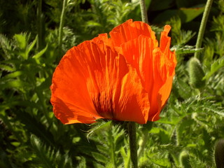 Türkischer Mohn 02