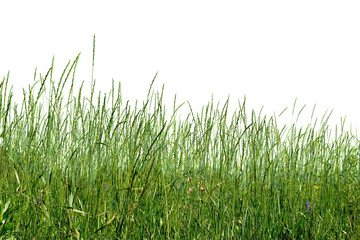 Fototapeta premium Green herb 