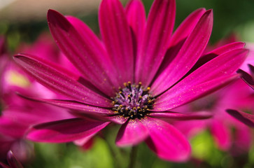 Obraz premium Fuscia with Pollen