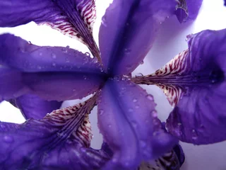 Foto op Plexiglas anti-reflex Bloem van iris met de druppels dauw op bloemblaadje.. © Sundikova