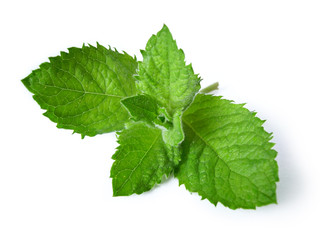 Fresh green mint isolated on white