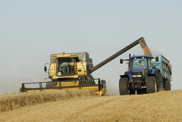 Obraz premium moisson du blé