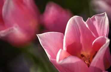 Fototapeta na wymiar Pink Flower Blooming