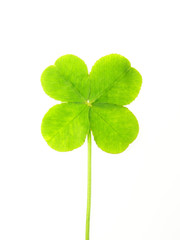 green clover leaf © Anette Linnea Rasmus