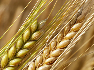 Obraz premium wheat straws
