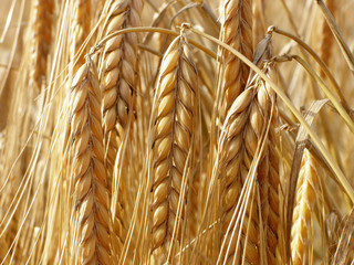 wheat straws