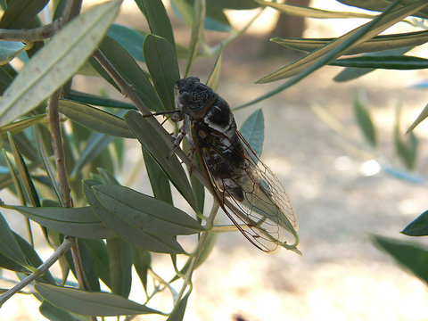 Zikade im Olivenbaum 