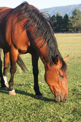 Horse in the afternoon