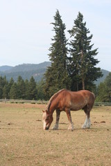 Horse out in the wild