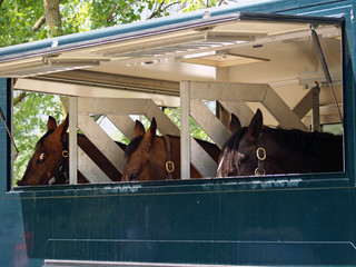 Trasporto di cavalli