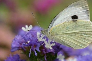Papillon blanc