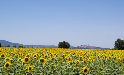 Fototapeta premium Sunflowers field. In the backgroun the san Gimignano 