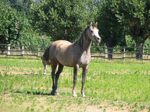 Cavallo