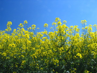 rape field