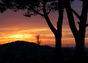 Silhouette of trees in front of a Tuscan sunset