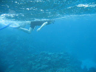 Fototapeta na wymiar Snorkeller over reef 1