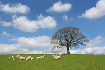Obraz premium The Oak In Spring