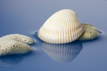 Fototapeta na wymiar Dead coral and sea shell on water background..