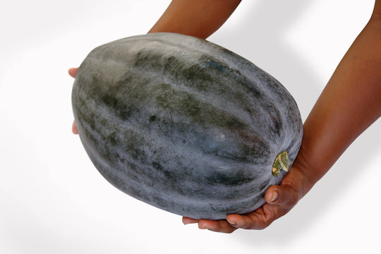 Ahuyama zapayo calabaza en manos de mujer negra