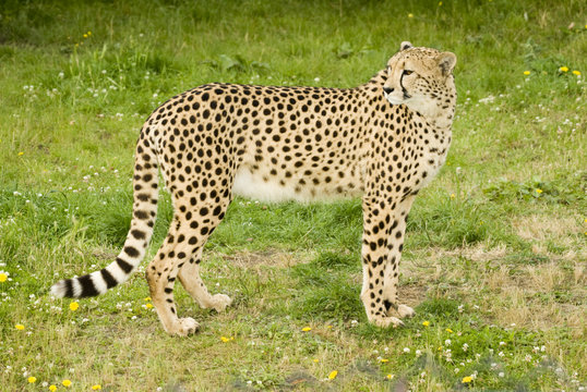 Cheetah (Acinonyx jubatus) - landscape orientation
