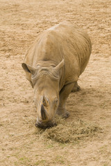 White rhinoceros (Ceratotherium simum) - portrait orientation