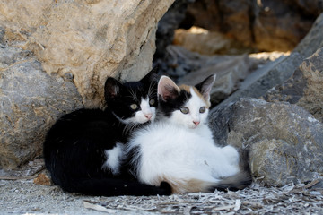 zwei kätzchen © manu