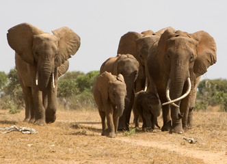 Elefanten II © Dreadlock