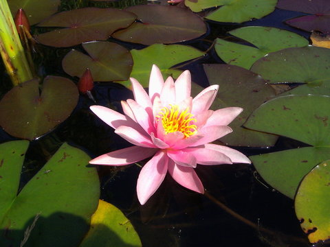 Seerose