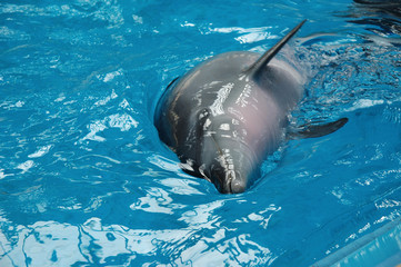 Bottle nose dolphin