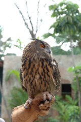 Eagle owl