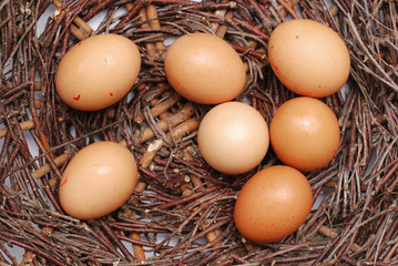 eggs