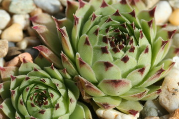 Sukkulente - succulent plant