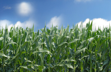 A cornfield against a blue sky with white clouds