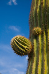 Suguaro Cactus close-up and blue skys