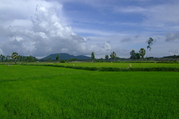 Fototapeta na wymiar Rizieres, Vietnam