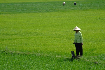 Riziere, Vietnam